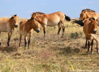 Botai und Tumar: Przewalski-Fohlen in Kasachstan geboren