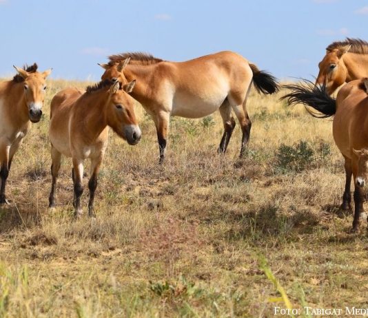 Botai und Tumar: Przewalski-Fohlen in Kasachstan geboren